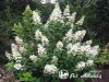 Hortenzija šluotelinė ,Brussels Lace' (lot. Hydrangea paniculata)